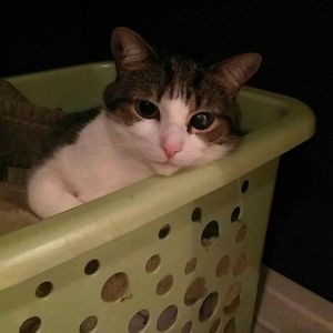 Meet your Posher, Kaya